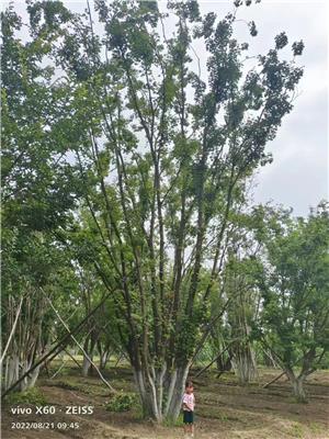 叢生元寶楓價(jià)格量大從優(yōu)