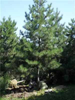 油松苗木批發(fā)