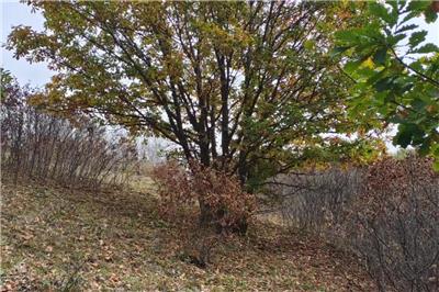 相對(duì)獨(dú)桿蒙古櫟，叢生蒙古櫟價(jià)格為什么會(huì)這么貴？