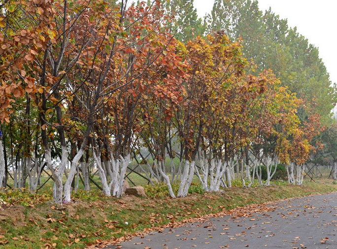 不同季節(jié)移植蒙古櫟的注意事項及方法