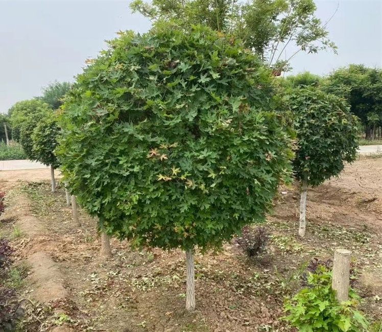 叢生元寶楓、產(chǎn)地、價格、苗圃基地及病蟲防治
