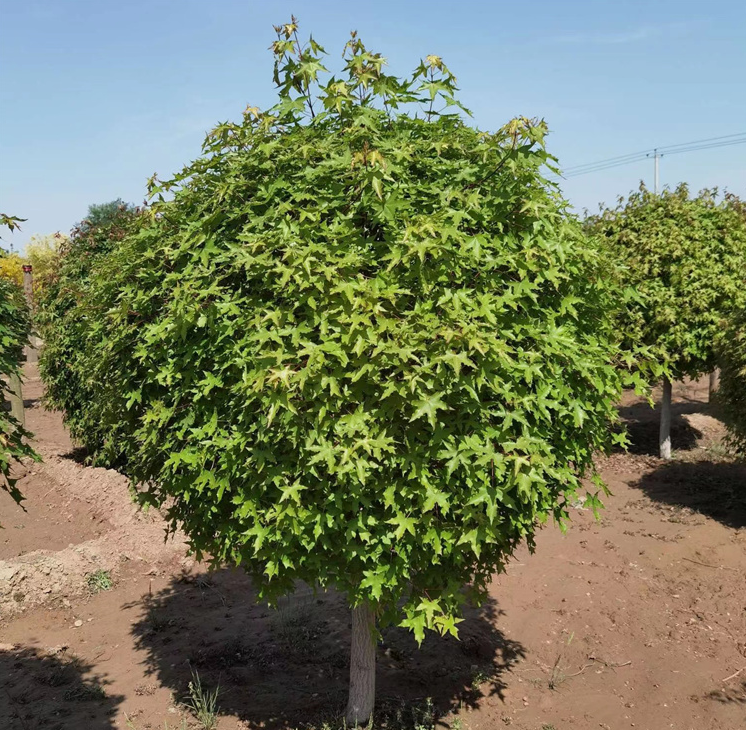 叢生元寶楓、產(chǎn)地、價格、苗圃基地及病蟲防治